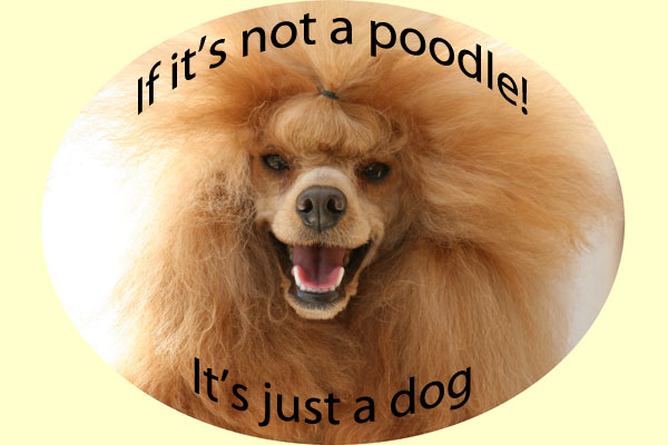 If It's Not A Poodle